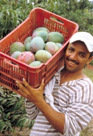 Mangos Ecuador